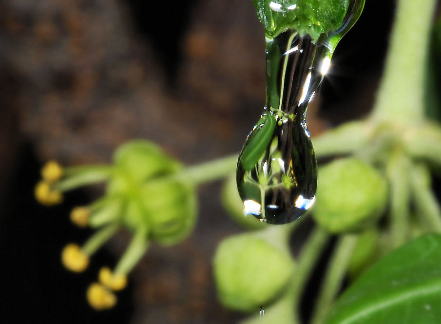 Sfocato......nitido?.....ambedue.....